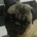 pinga_tinga0_51790 avatar