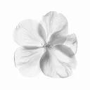 whiteflowerdev