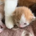 lehamster_xx