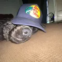 curlyboigt2