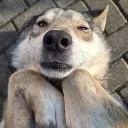 wolfie_on_paws_66514
