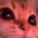 fosterwat
