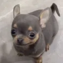 roroesb avatar