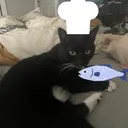 brushgt