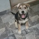 thiagotyson2023_26421 avatar