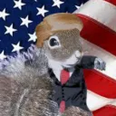 sugarbushsquirrel