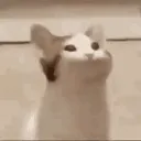 ricardibacardi