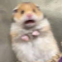 avatar 𝒮𝑒𝓁𝒾𝓃