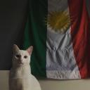rashokurdikurd_01028