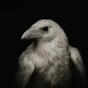 whiteravet