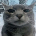 koniu