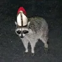 zapsnap