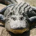 _gator