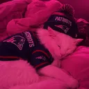 officialkingbear477