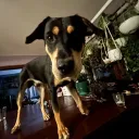 dagoatmilk