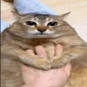 sir._meowington