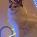 kittenboii avatar