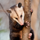 avatar ⃟⃟⃝⃟⃝⃟⃝⃟⃝⃟⃟⃝⃟⃝⃟⃝⃟⃝