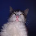 zezinhodapinga__