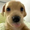 monkeysjumpingonthebed