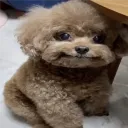 georgepiglol
