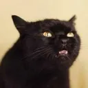 realdrcat