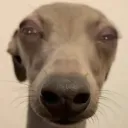 xavieristoogood_74003 avatar