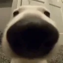 b2kvv