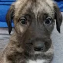 revogar. avatar