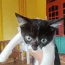 kuelupis_