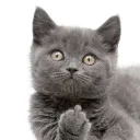 capybara_razvan avatar