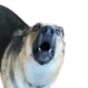 terridus