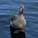 gratisninja
