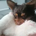archie_17720