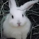 wninjashot