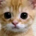 xsvi2011_68908 avatar