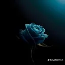 benomarfarouk_25258