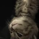 spudwer