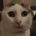 dauniqueen