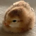 chickman_1234_