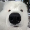 nephew