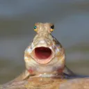uezok