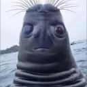 dreadnaughty