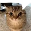 bpbimposetii