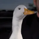 1am_callduck