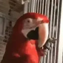 parrot0xe