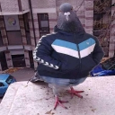 avatar Paloma mensajera