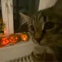 ghostfacepumpkingiggles