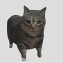 ._oiiai_. avatar