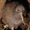kiwi67mustard avatar